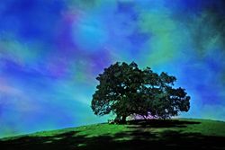 True Colors - Limited Edition Photographic Art by Christopher Strong